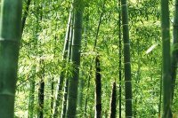 竹洞天風景區