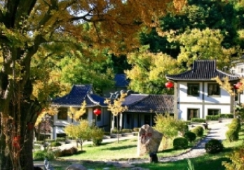 禅林寺古银杏风景园图片