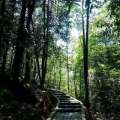 苏马荡伊顿庄园 景观园林 森林步道