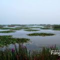 天津七里香格 景观园林 七里海国家湿地公园