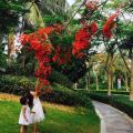 中海神州半岛-海公馆 景观园林 红梅花
