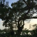 山湖海 景观园林 百年榕树
