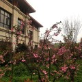 九坝生态度假区 景观园林 小区以樱花为主