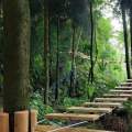 九坝印象国际森林康养度假区 景观园林 