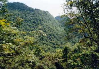荔波喀斯特森林图片