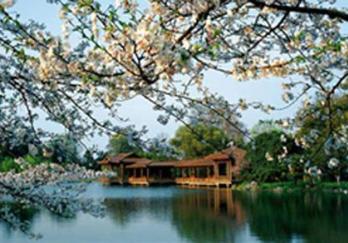 上海淀山湖梅园图片