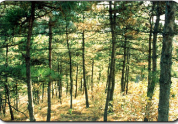八仙山国家级自然保护区图片