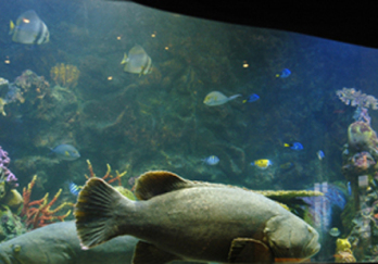 泰国水族馆图片