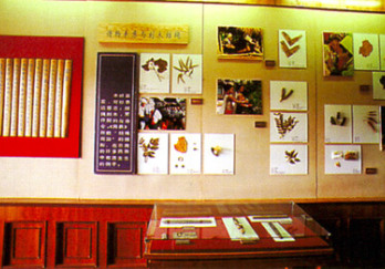 云南民族博物馆图片