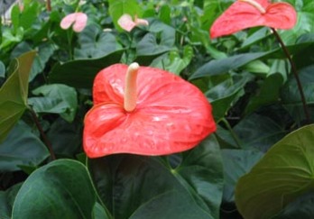 热带花卉园图片
