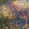 平海逸龙湾 景观园林 水系中成群的鱼儿