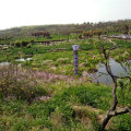 唐河湾 景观园林 湿地公园