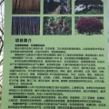 廊坊霸州东赫庄园 景观园林 霸州最大公园13000亩万亩长廊森林海