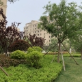 龙口海城广场 景观园林 