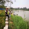 龙江花园 景观园林 组织业主垂钓比赛