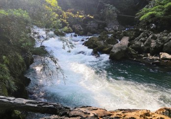 贵州茂兰国家级自然保护区图片