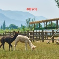 安吉港中旅和乐小镇 景观园林 教育农场，动物园