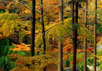 四明山国家森林公园图片