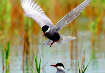 延庆鸟类湿地自然保护区图片