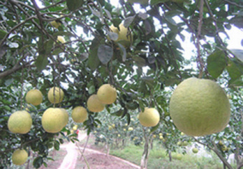 黄沙白柚生态园图片