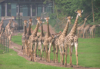 重庆野生动物园图片