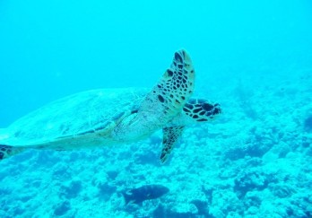 帕劳海底生物图片