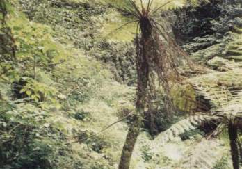 瓜溪桫椤自然保护区图片
