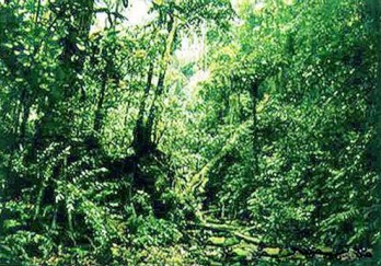 黑石顶自然保护区图片