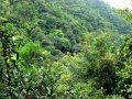 大桂山国家森林公园