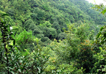 大桂山国家森林公园图片
