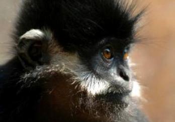 野钟黑叶猴自然保护区图片