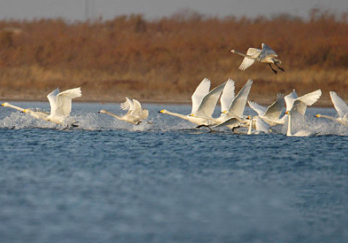 黄河故道湿地自然保护区图片