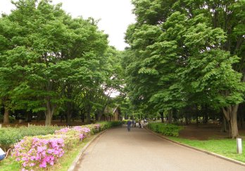 东京代代木公园图片