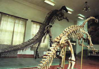 禄丰恐龙博物馆图片