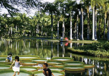 中科院热带植物园图片