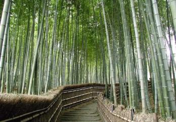 竹乡国家森林公园图片